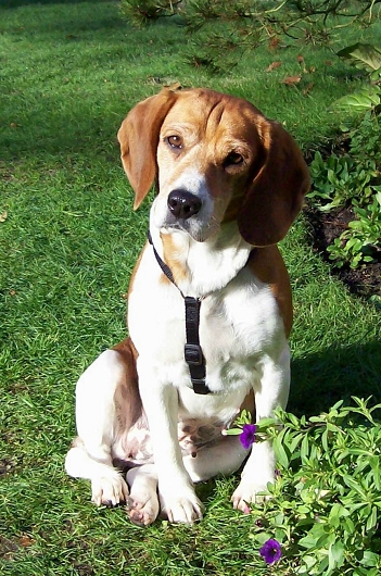 Beagle- Hündin CARO aus Wulfsen, Hundeschule Stummeier