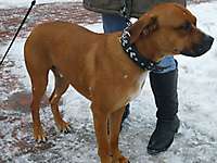 Bild: Hund SAMMY aus Winsen - Hundeschule FREUNDSCHAFT OHNE LEINE