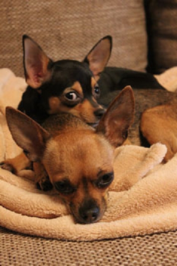 Chihuahua-Mix  JOSY aus Tellmer, Hundeschule Stummeier
