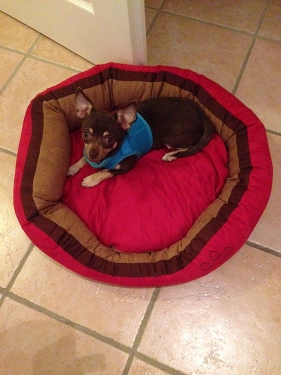 Chihuahua PELLE aus Winsen, Freundschaft ohne Leine