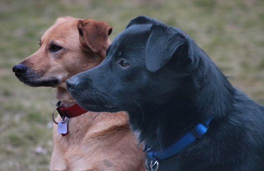 Schäferhund Mix AMELIE Terrier Mix FINDUS, Freundschaft ohne Leine