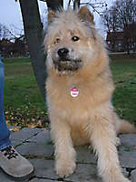Bild: Hund PELLE aus Pattensen - Hundeschule FREUNDSCHAFT OHNE LEINE