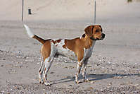 Bild: Hund EDDI aus Winsen - Hundeschule FREUNDSCHAFT OHNE LEINE