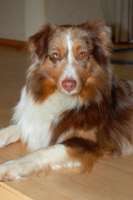 Bild: Hund SUNNY aus Seevetal - Hundeschule FREUNDSCHAFT OHNE LEINE